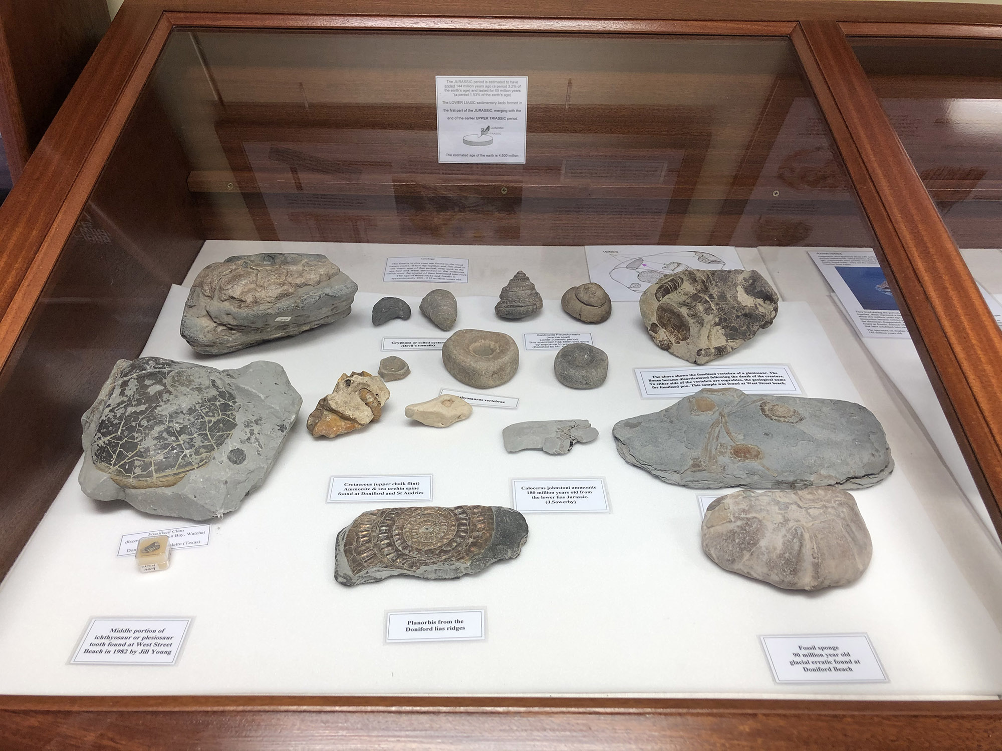 Small fossils on display at the museum